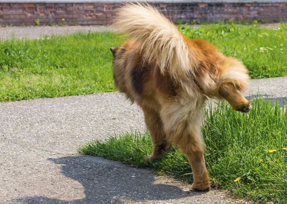 dog doing potty