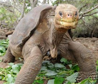 Lonesome George died Sunday at the Galapagos National Park.