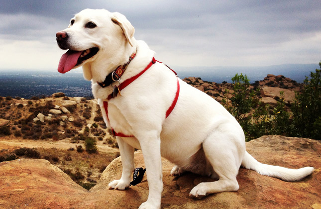 Labrador Hiking