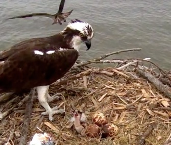 The first of the osprey chicks hatched on Sunday.