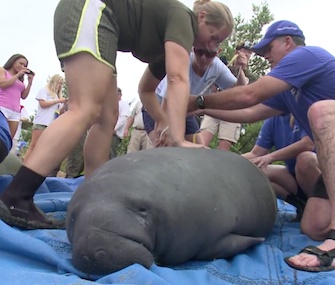 SeaWorld Orlando staff members prepare to release one of four manatees.