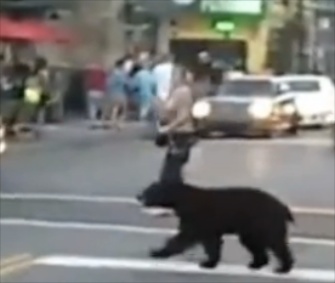A black bear crosses the road in downtown Gatlinburg, Tenn.