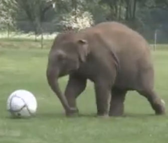 Donna the elephant plays soccer