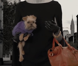 Ten shelter dogs are featured in a short film ad for Ralph Lauren called The Dog Walk.