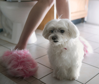 Dog in Bathroom