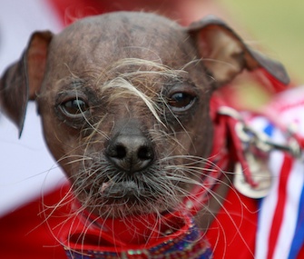 Mugly, a Chinese-Crested from England, won the title in 2012.