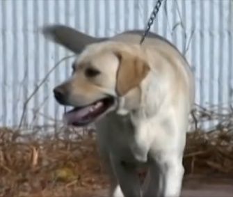 Reggie, a yellow Lab, is recovering from surgery after eating science project created with pins and chocolate.