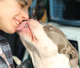 Scooter the Pit Bull