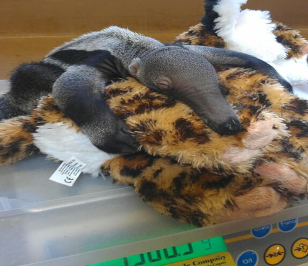anteater sleeping