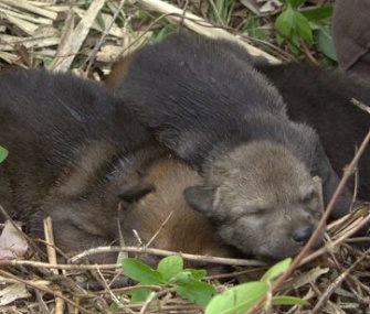 A captive-born red wolf pup has been placed with a wild litter.
