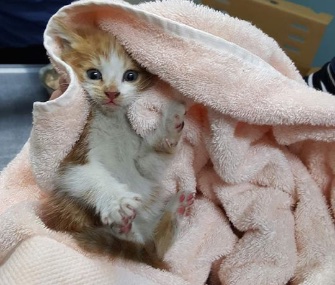 A five-week-old kitten was named Honda after she was found in a car engine.