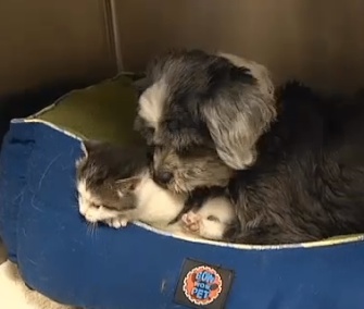 A dog in South Carolina has adopted this kitten as her own.