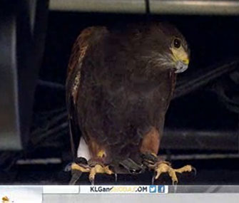 A Harris' hawk hides above the Today show's Studio 1A.