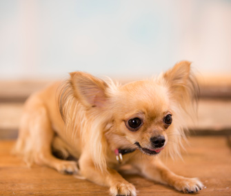 Anxious Chihuahua