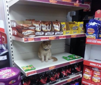 Olly the cat has make the sweets shelf at his local supermarket his favorite spot.