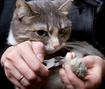 trimming cat claws