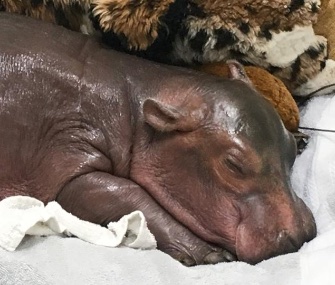 Fiona, who's 1 week old, is getting round-the-clock care at the Cincinnati Zoo.