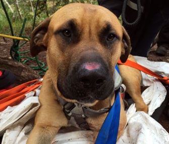 Ranger, a Great Dane and Mastiff mix, was rescued after falling over a 230-foot cliff in Oregon.