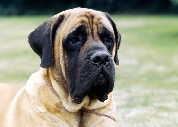 Saggy Face Dog Breed Saggy Face Dog Breed