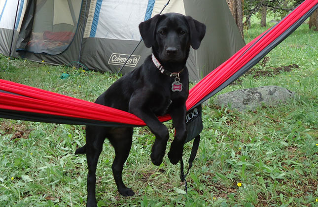 Miley the black Lab mix at a campsite