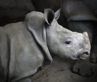 Dubai's Al Ain Zoo named its newborn southern white rhino after Nola, one of the world's last northern white rhinos.