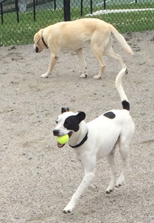 Hank with tennis ball at dog park