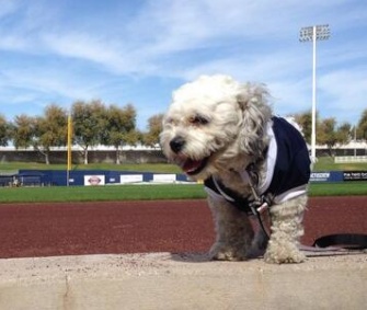 The Milwaukee Brewers quickly fell in love with Hank, a stray dog who wandered onto their playing field during spring training.