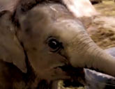 Elephant at Munich Zoo