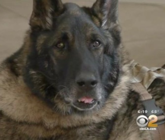 Sirius has retired with the family of his late Marine partner, Josh Ashley.