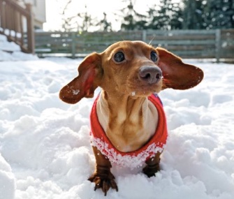 Dennis the Dachshund is down from 56 pounds to 12 after two years of diet and exercise.