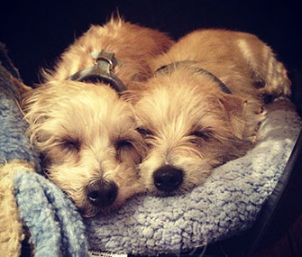 Actress Zooey Deschanel Tweeted this cute photo of her newly adopted dogs.