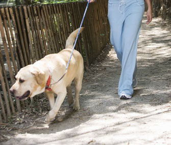 Person Walking Dog