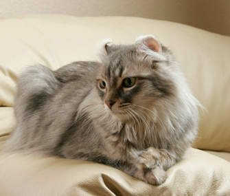 American Curl cat breed