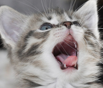 Kitten Teething: What You Need to Know