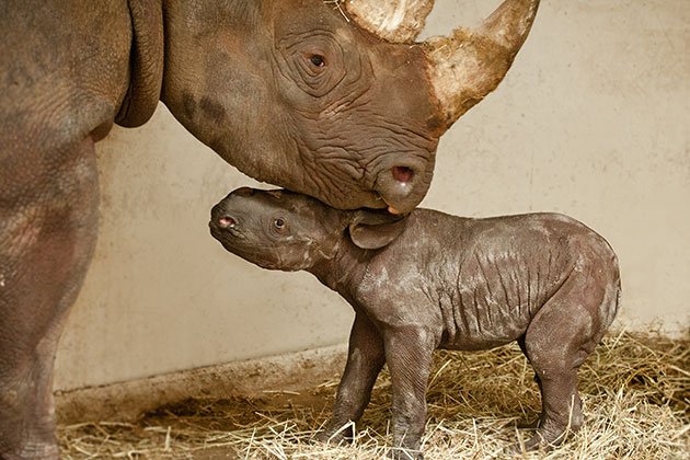 A baby black rhino gets a kiss from her mom at the Pittsburgh Zoo.