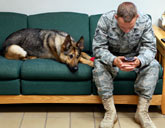 Canine PTSD