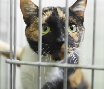 Shelter cat