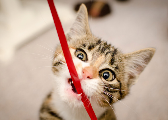 7 holiday hazards to avoid plus pet safety tips to know photo gallery kitten chewing ribbon istock 000018962294 jpg