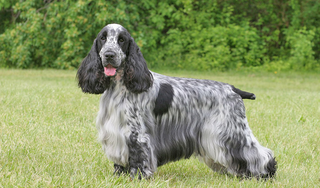 English Cocker Spaniel Breed Information