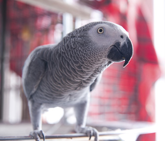 African gray parrot portrait