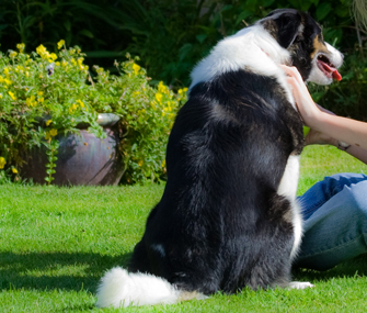 Petting a dog