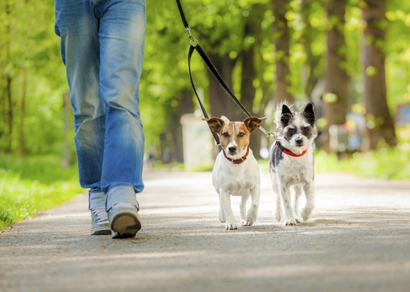 adding another dog to the family