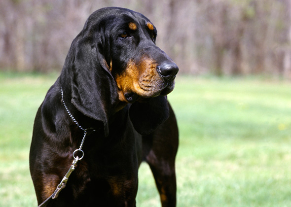 chow chow plus husky
