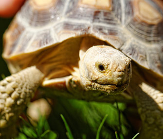 Pet Turtle