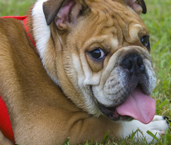 overweight english bulldog