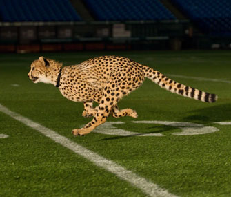 Cheetah on Tropicana Field