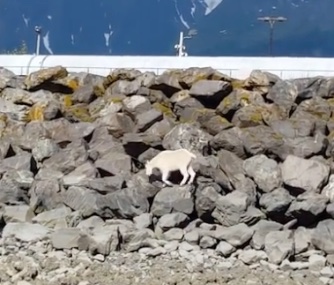 A lost mountain goat wandered on rocks in Seward, Alaska, before heading into the ocean.