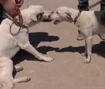 Eve and Dillon, who help each other with their disabilities, were adopted together.