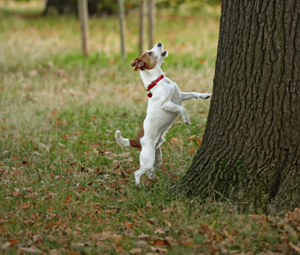 Dog barking at a tree
