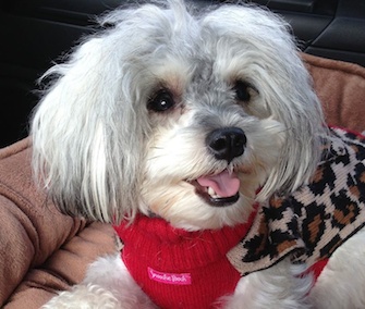 Tessa, who was rescued by the Bill Foundation in Los Angeles, spent the holiday weekend with her new adoptive family.